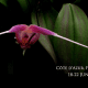 Flower Development workshop in Giens