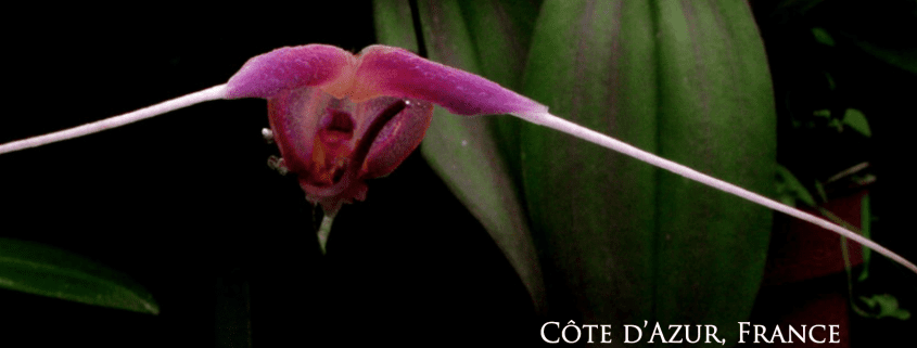 Flower Development workshop in Giens